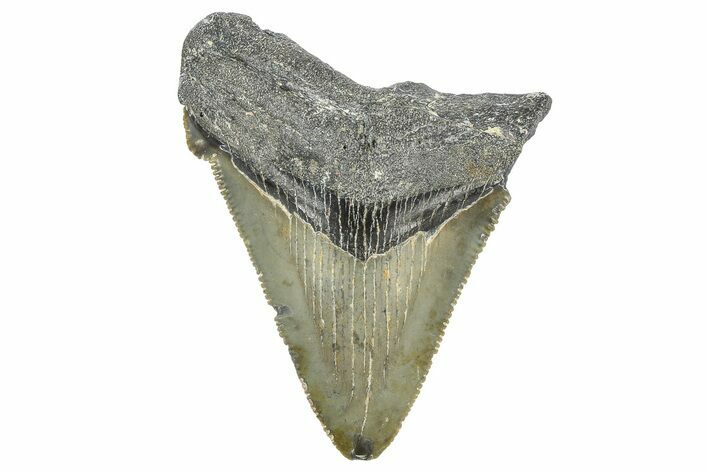 Bargain, Juvenile Megalodon Tooth - Serrated Blade #362953
